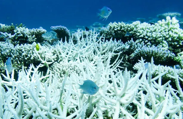 Coral reef in the ocean